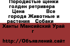 Породистые щенки голден ретривера › Цена ­ 25 000 - Все города Животные и растения » Собаки   . Ханты-Мансийский,Урай г.